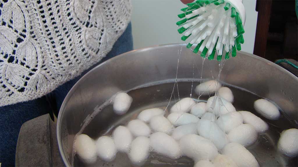 silk cocoons in water