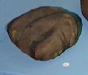 Thumbnail of Mummified Shrews (1914.05.0002)