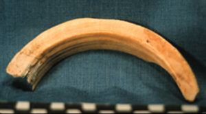 Thumbnail of Raw Material: Wild Boar Tusk (1924.02.0123)