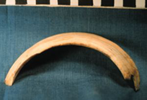 Thumbnail of Boar Tusk Jewelry (1924.02.0124)