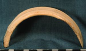 Thumbnail of Wild Boar Tusk, Jewelry? (1924.02.0126)