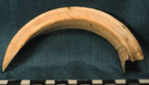 Thumbnail of Wild Boar Tusk Jewelry (1924.02.0127)