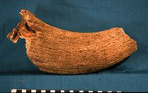 Thumbnail of Biospecimen: Bull Horn (1924.02.0203)