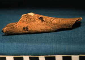 Thumbnail of Biospecimen: Hollow Bone Fragment (1924.02.0424)