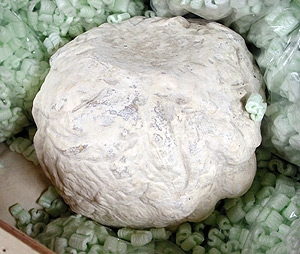 Thumbnail of Plaster Cast of a Statue: Rebellious Slave (1948.01.0067)