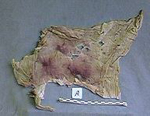 Thumbnail of Cloth Fragment (1972.22.0006)
