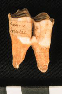 Thumbnail of Biospecimen: Deer or Horse Tooth (1924.02.0185)
