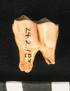Thumbnail of Biospecimen: Deer or Horse Tooth (1924.02.0187)