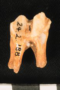 Thumbnail of Biospecimen: Deer or Horse Tooth (1924.02.0188)