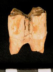 Thumbnail of Biospecimen: Deer or Horse Tooth (1924.02.0190)