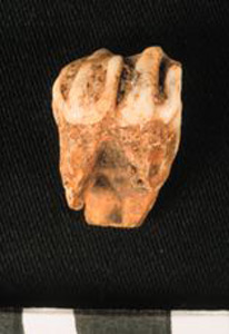 Thumbnail of Biospecimen: Deer or Horse Tooth (1924.02.0192)