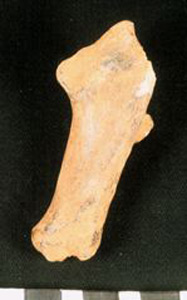 Thumbnail of Biospecimen: Horse Bone (1924.02.0196)