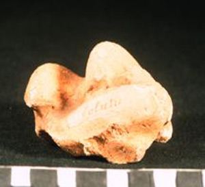 Thumbnail of Biospecimen: Horse Ankle Bone (1924.02.0197)