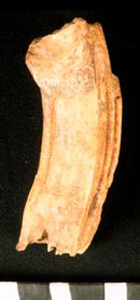 Thumbnail of Biospecimen: Horse Tooth (1924.02.0202)