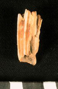Thumbnail of Biospecimen: Hyena Tooth (1924.02.0204)