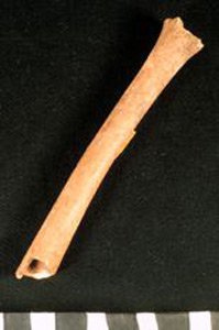 Thumbnail of Biospecimen: Bone Fragment (1924.02.0238)