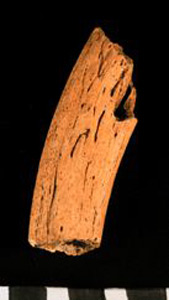 Thumbnail of Biospecimen: Bone Fragment (1924.02.0239)