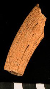 Thumbnail of Biospecimen: Bone Fragment (1924.02.0240)