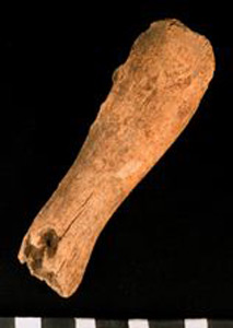 Thumbnail of Biospecimen: Mandible Bone Fragment (1924.02.0241)