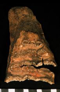 Thumbnail of Biospecimen: Elephant Tooth Fragment (1930.08.0057B)