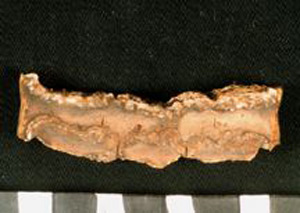 Thumbnail of Biospecimen: Elephant Tooth Fragment (1930.08.0057C)