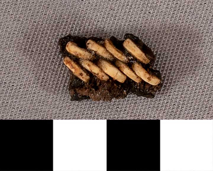 Thumbnail of Mummy Beads  (1901.08.0029E)