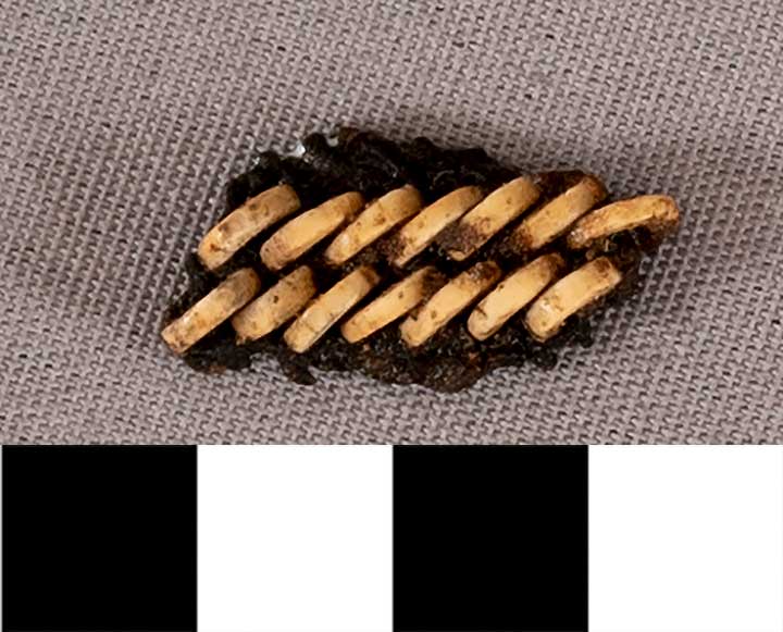 Thumbnail of Mummy Beads  (1901.08.0029H)