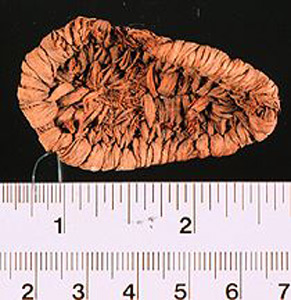 Thumbnail of Textile Fragment, Shoe? (1901.11.0028)