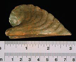 Thumbnail of Reproduction of Minoan Votive Object: Nautilus Shell (1914.02.0011)