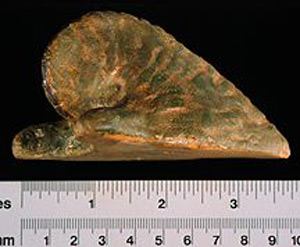 Thumbnail of Reproduction of Minoan Votive Object: Nautilus Shell (1914.02.0012)