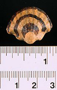 Thumbnail of Reproduction of Minoan Votive Object: Sea Shell (1914.02.0013)