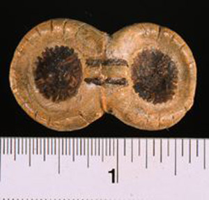 Thumbnail of Reproduction of Minoan Votive Object: Gem (1914.02.0020)