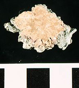 Thumbnail of Water Pipe Fragment (1916.04.0006S)