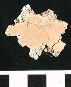 Thumbnail of Water Pipe Fragment (1916.04.0007E)