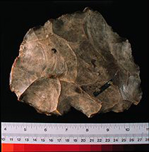 Thumbnail of Stone Tool:  Bifacially Modified Tool (1924.02.0205)