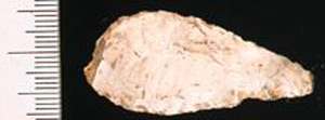 Thumbnail of Stone Tool: Projectile Point (1924.02.0219)