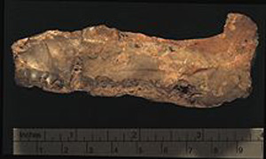 Thumbnail of Stone Tool: Scraper or Chopper (1924.02.0515)