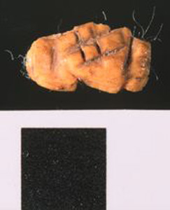 Thumbnail of Worked Bone Fragment (1926.02.0048)