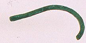 Thumbnail of Fish Hook Fragment ()