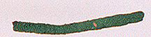 Thumbnail of Fragment (1926.02.0129L)