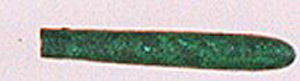 Thumbnail of Straight Pin Fragment, Top (1926.02.0129M)