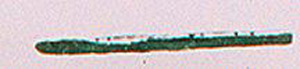 Thumbnail of Straight Pin Fragment (1926.02.0129N)