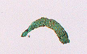 Thumbnail of Earring Fragment (1926.02.0129S)