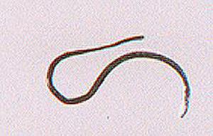 Thumbnail of Earring? Fragment (1926.02.0129W)