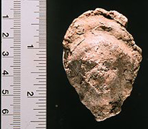 Thumbnail of Votive Figurine Fragment: Head (1926.02.0214)
