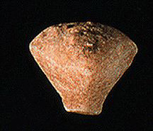 Thumbnail of Figurine Fragment, Head, "Stargazer"  (1995.02.0003)