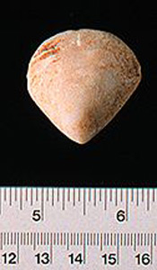 Thumbnail of Figurine Fragment, Head, "Stargazer"  (1995.02.0008)