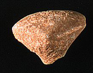Thumbnail of Figurine Fragment, Head, "Stargazer"  (1995.02.0013)