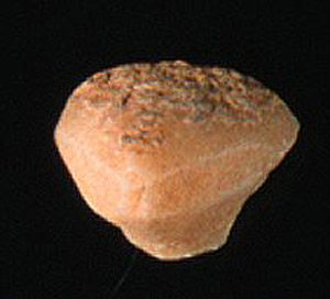 Thumbnail of Figurine Fragment, Head, "Stargazer"  (1995.02.0022)