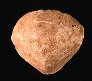 Thumbnail of Figurine Fragment, Head, "Stargazer"  (1995.02.0023)